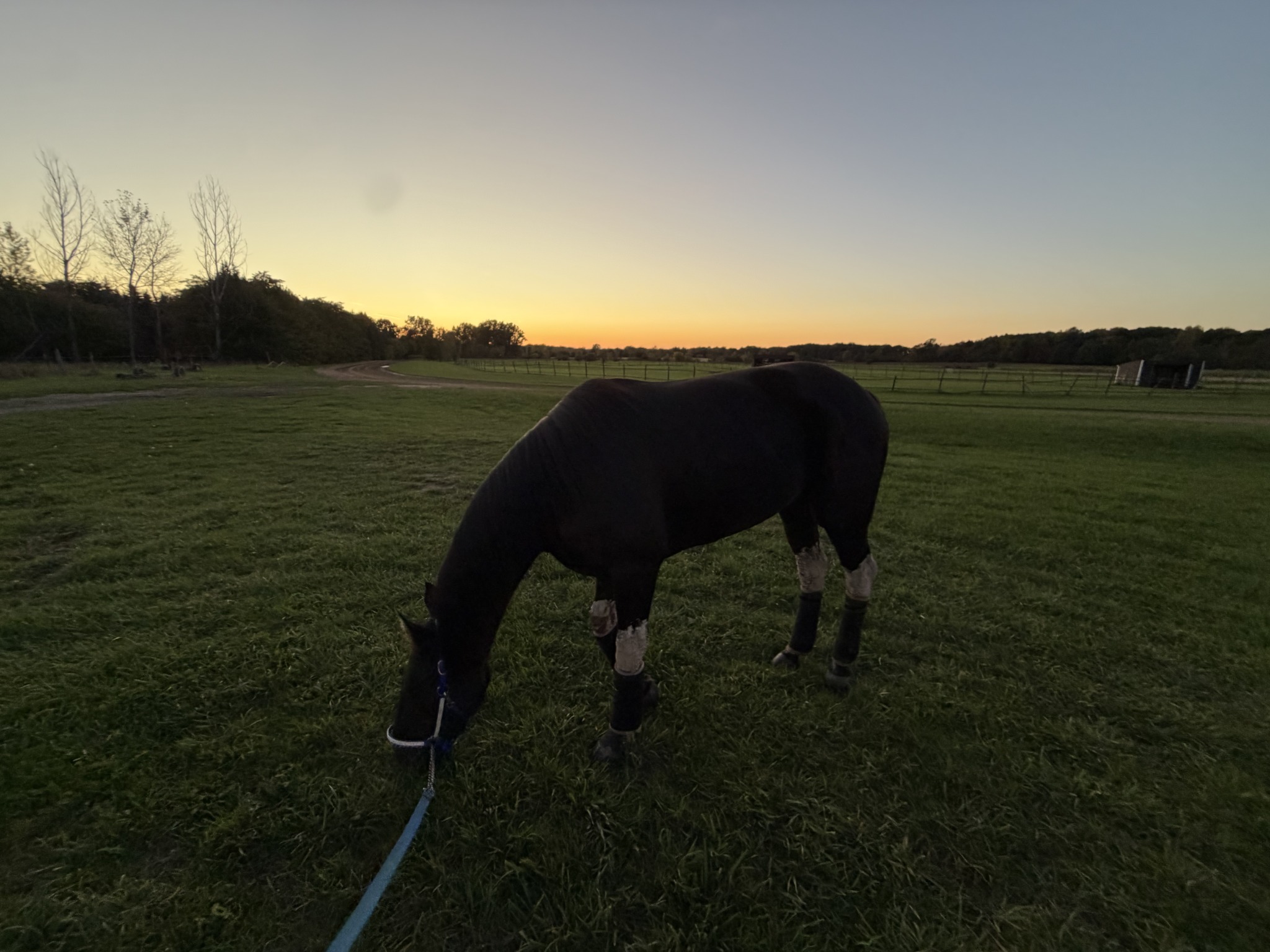 Horse grazing at sunset